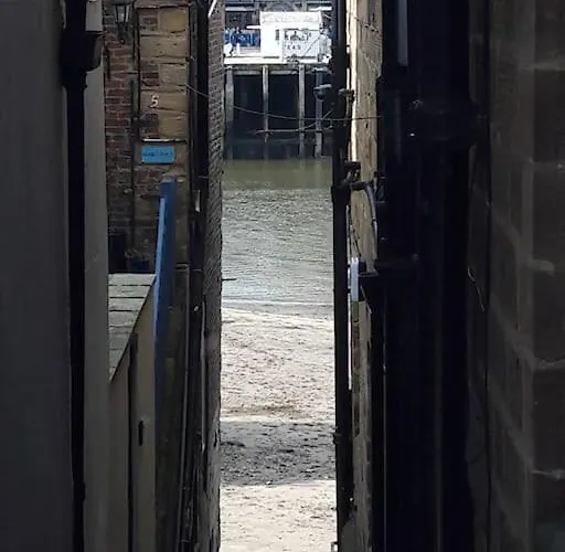 Seal, Comfortable Family *